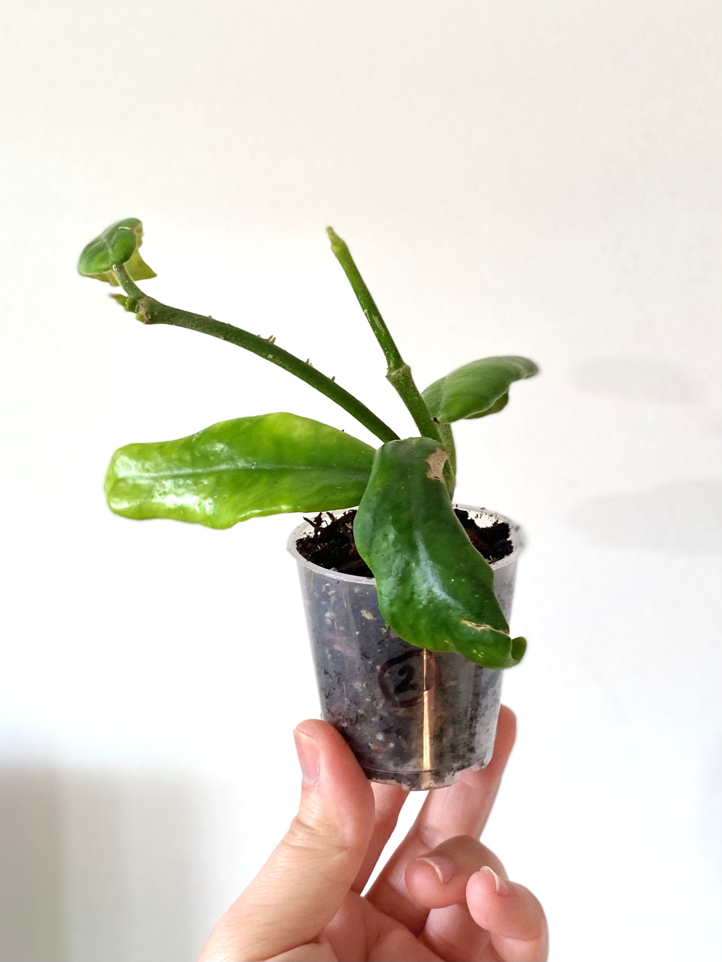 Hoya Globulosa
