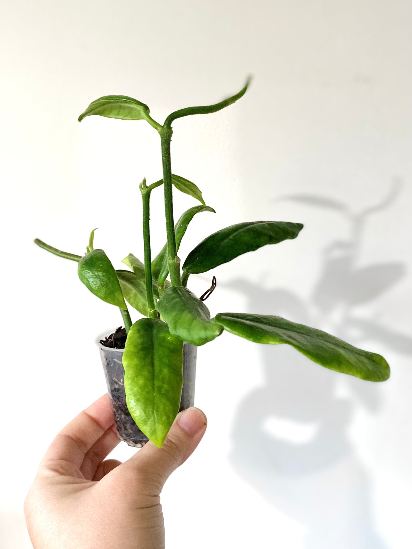 Hoya Globulosa