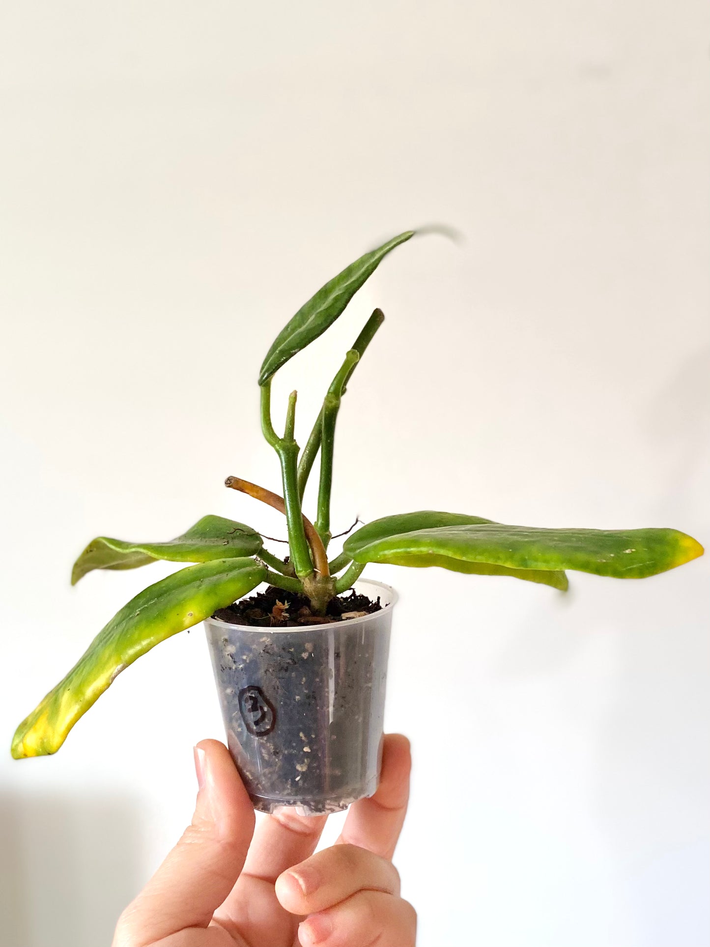 Hoya Globulosa