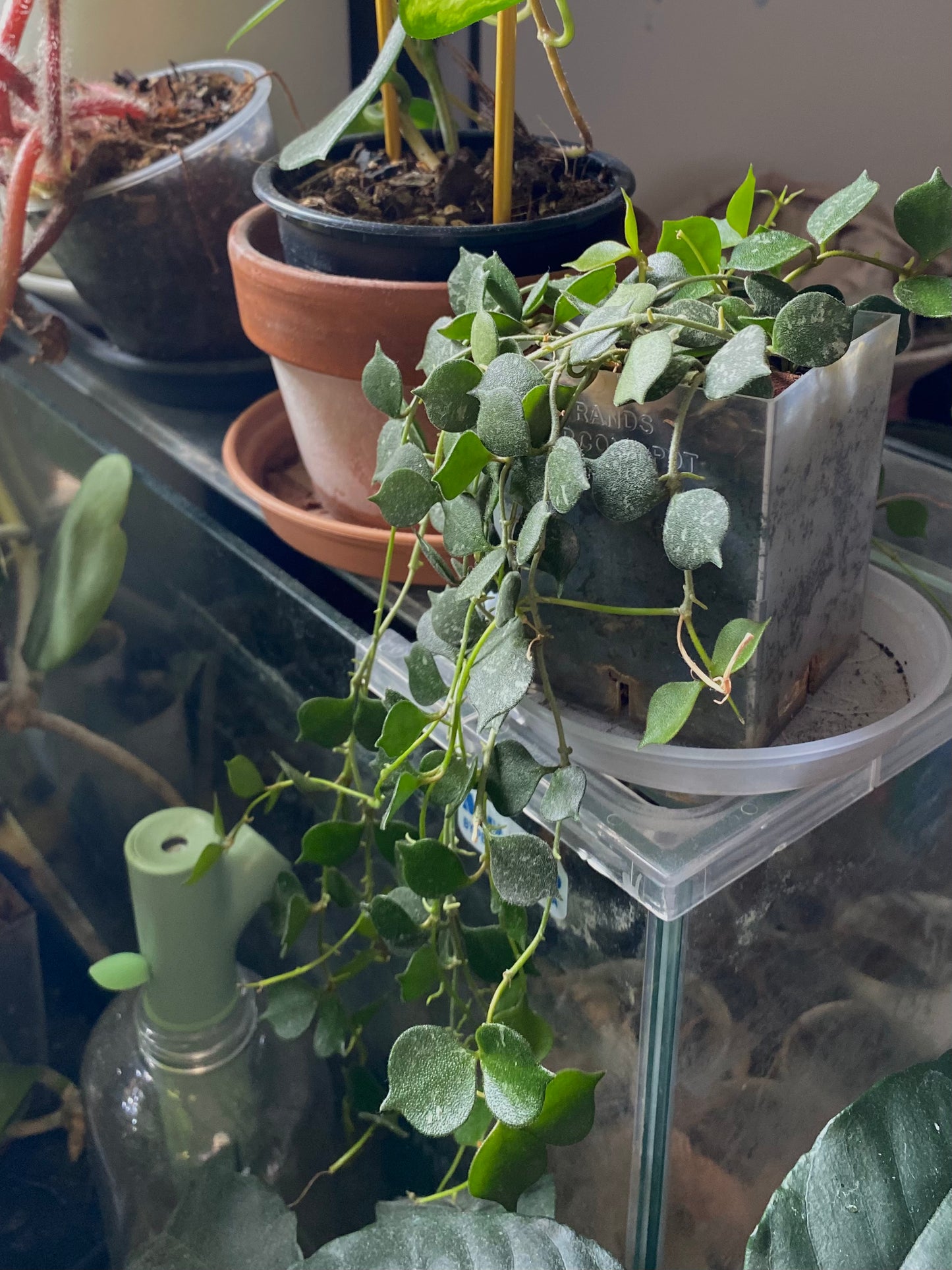 Hoya Curtisii