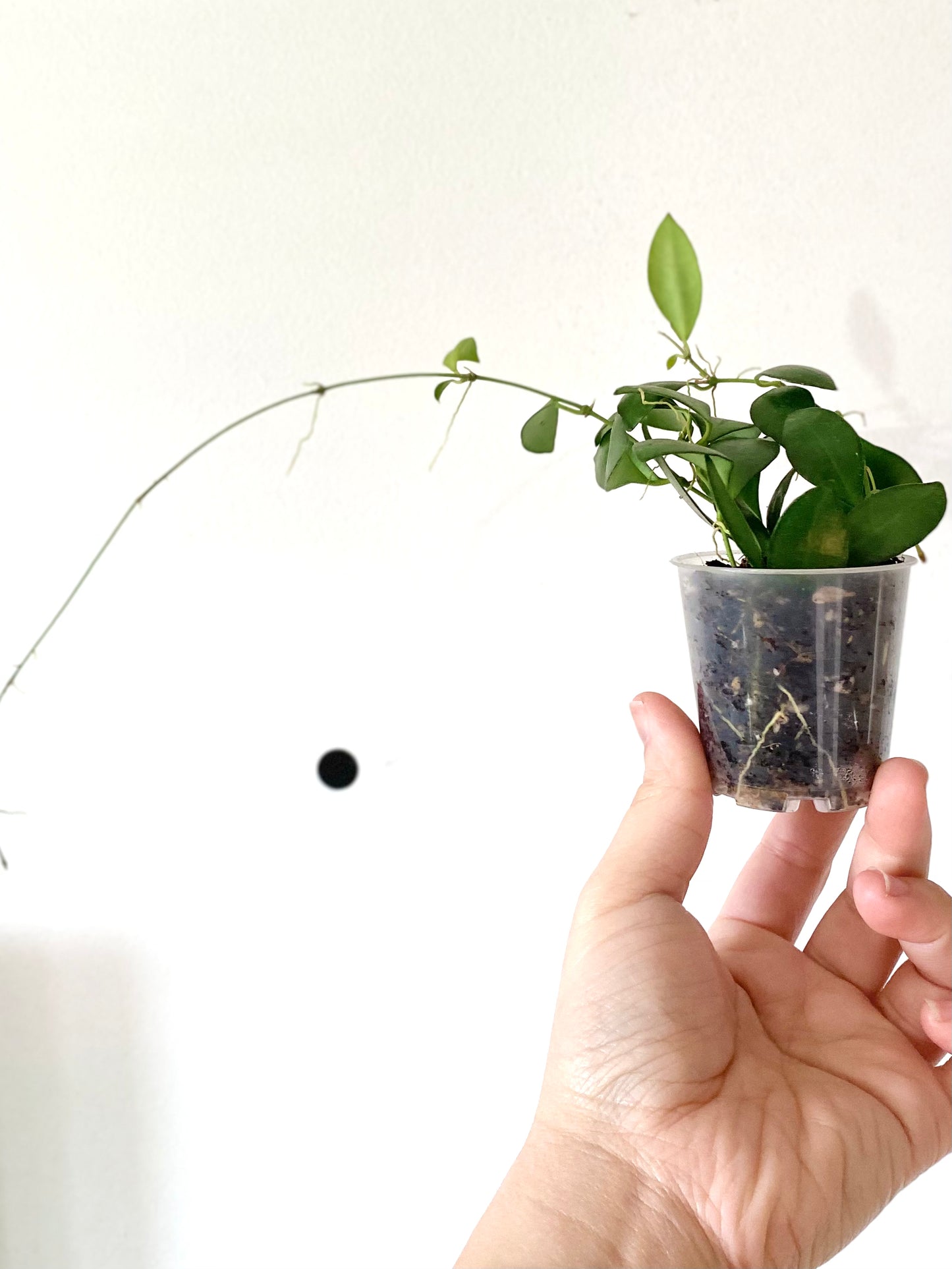 Hoya Bilobata