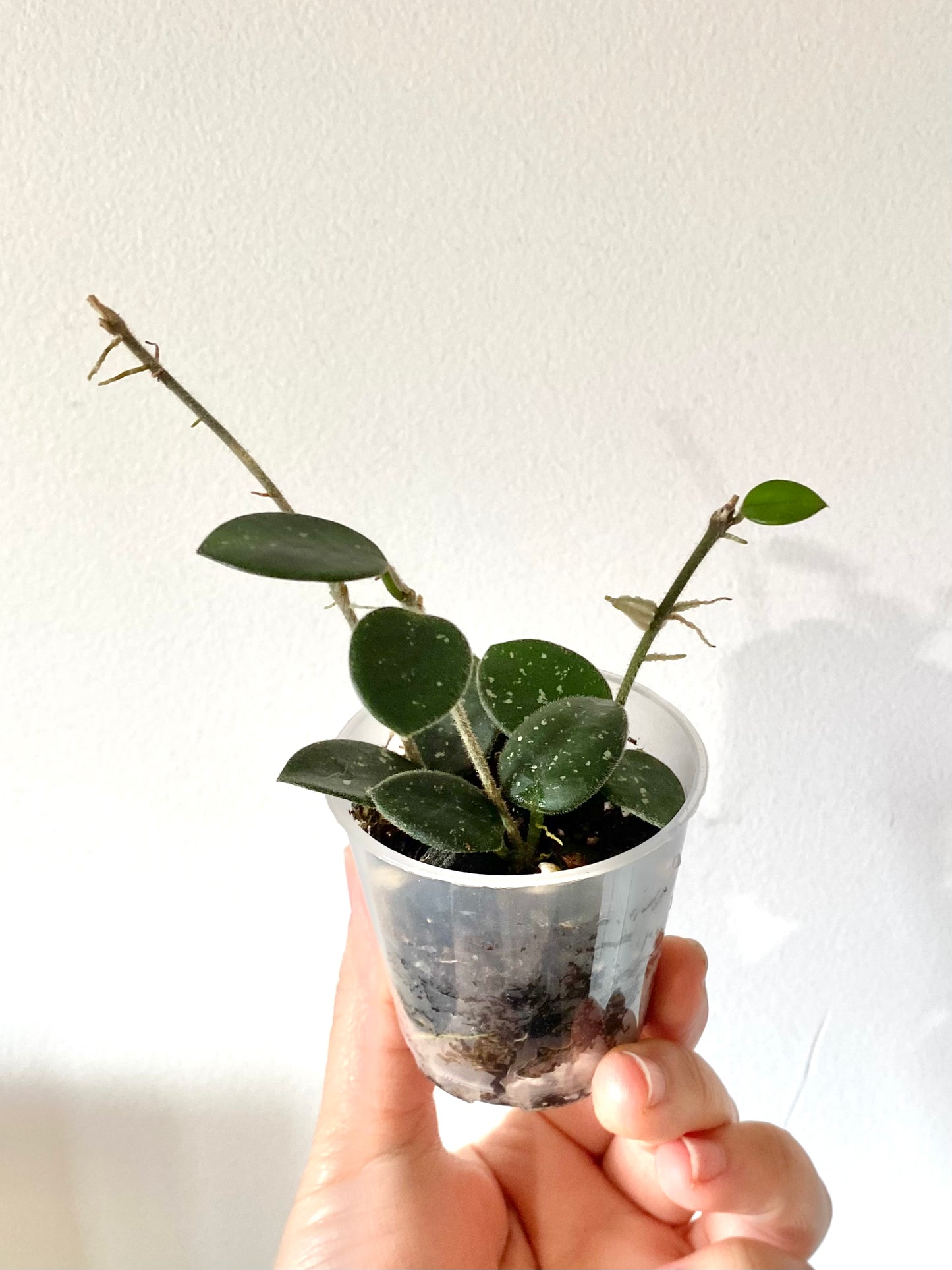 Hoya ‘Mathilde’ aka H.Serpens x