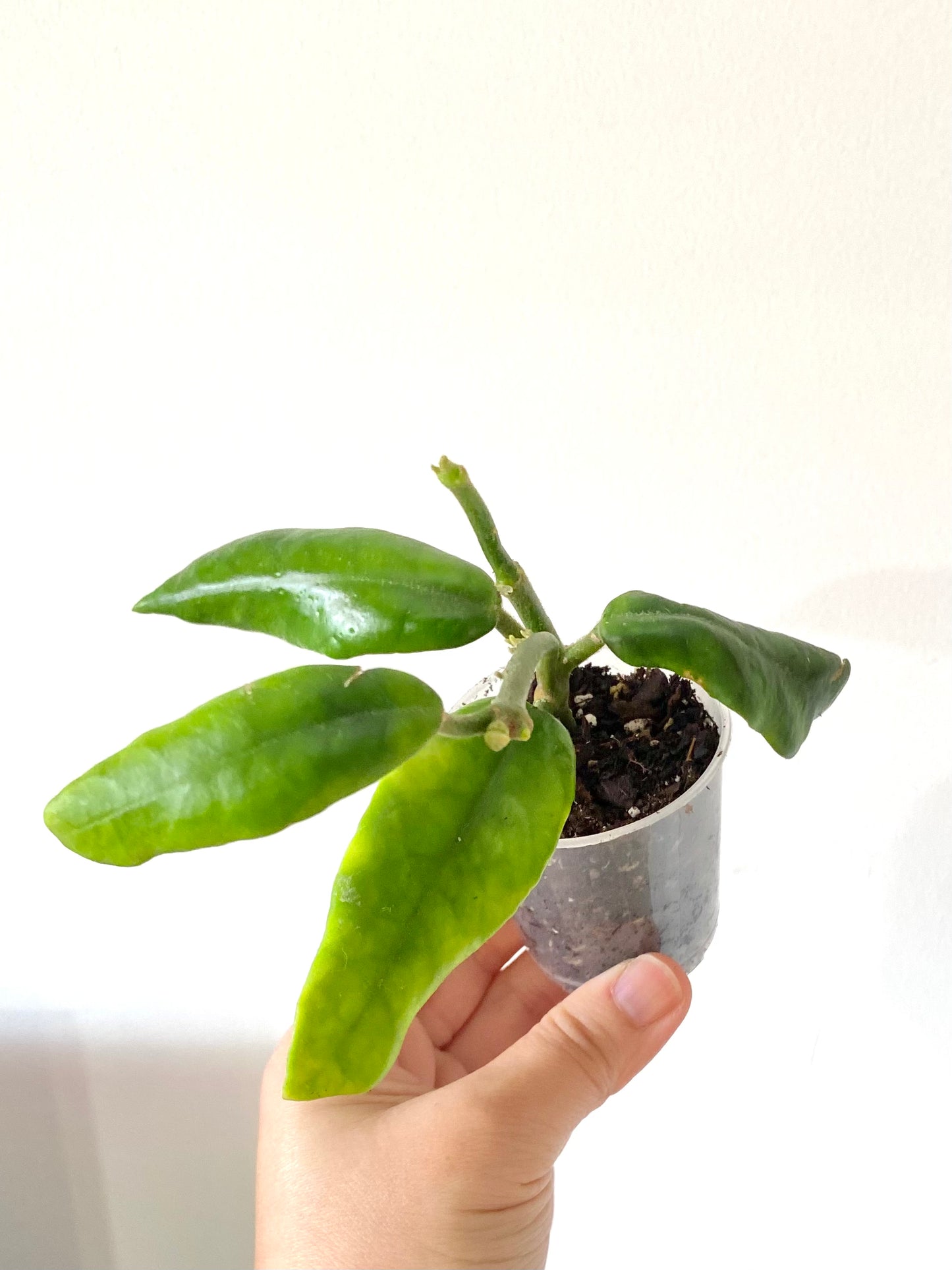 Hoya Globulosa