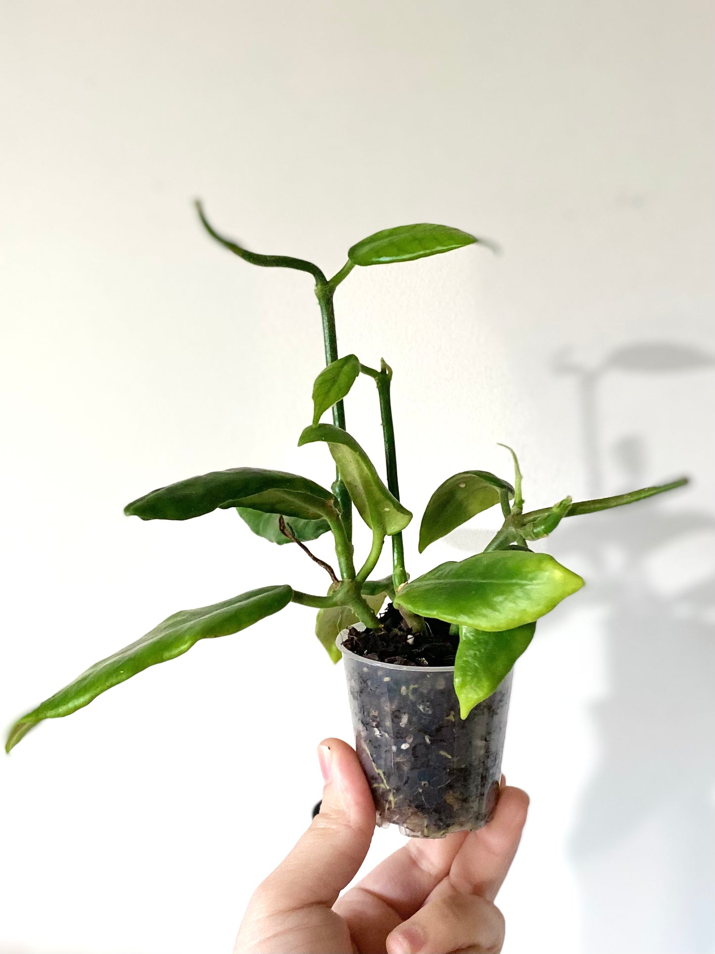 Hoya Globulosa