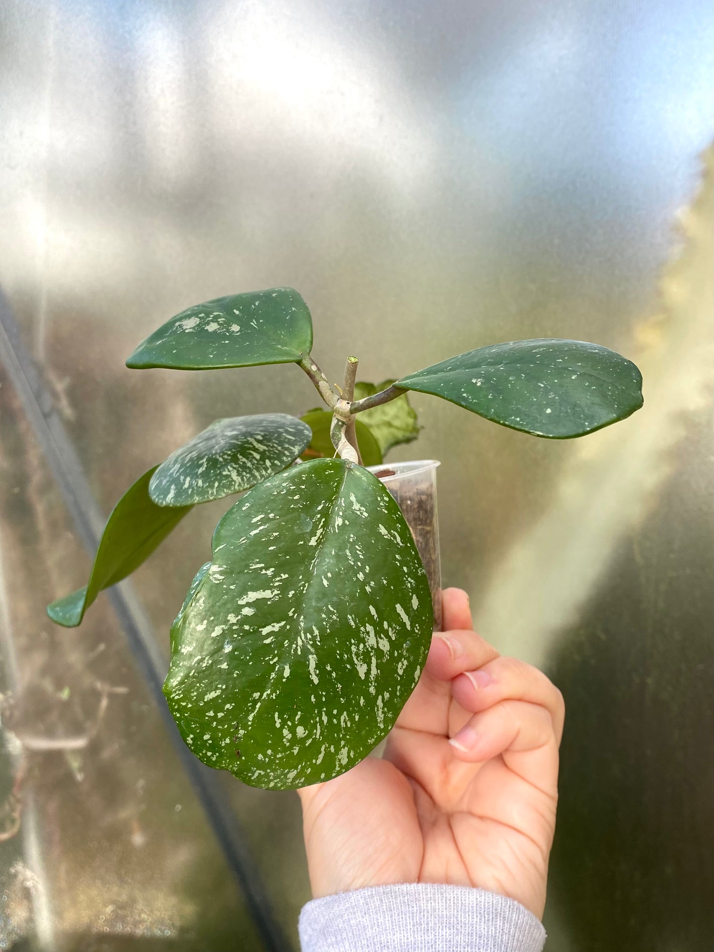 Hoya Obovata ‘Chimera’