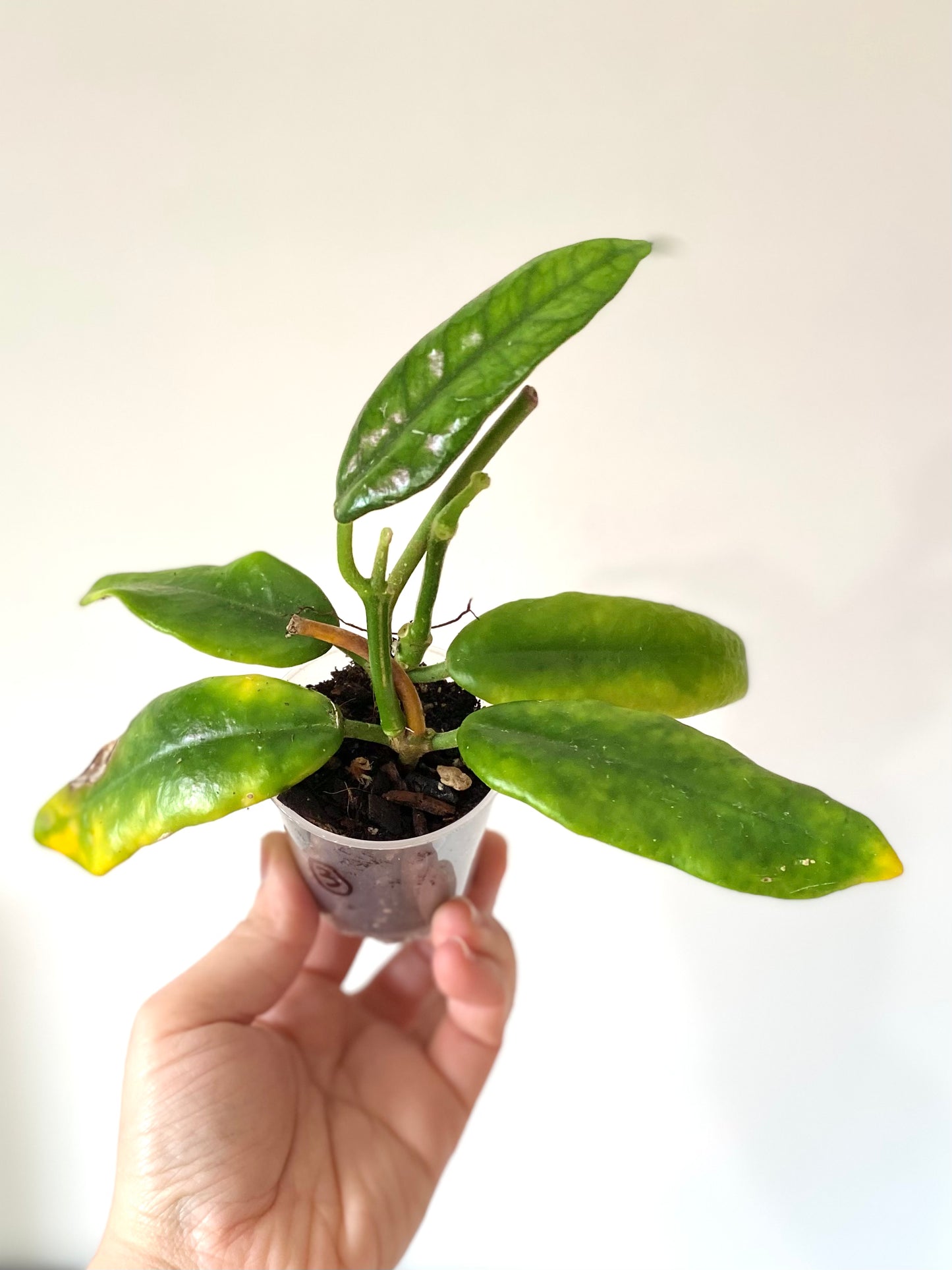 Hoya Globulosa