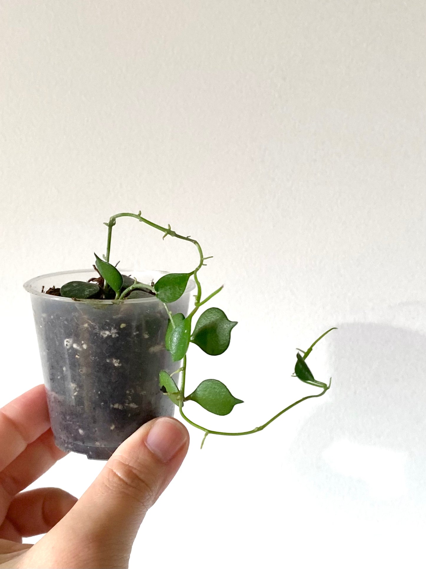 Hoya Curtisii
