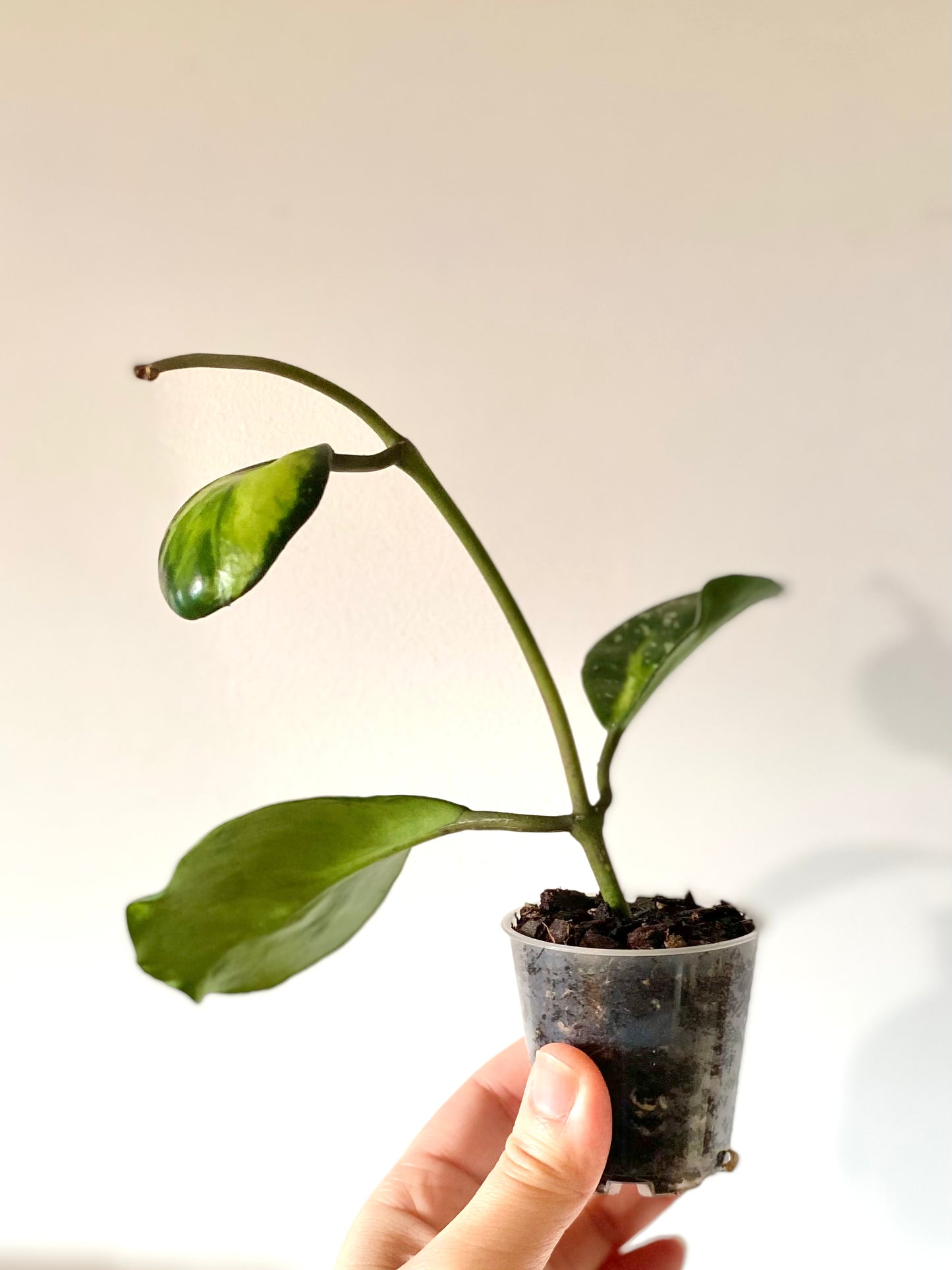 Hoya Obovata ‘Variegated’