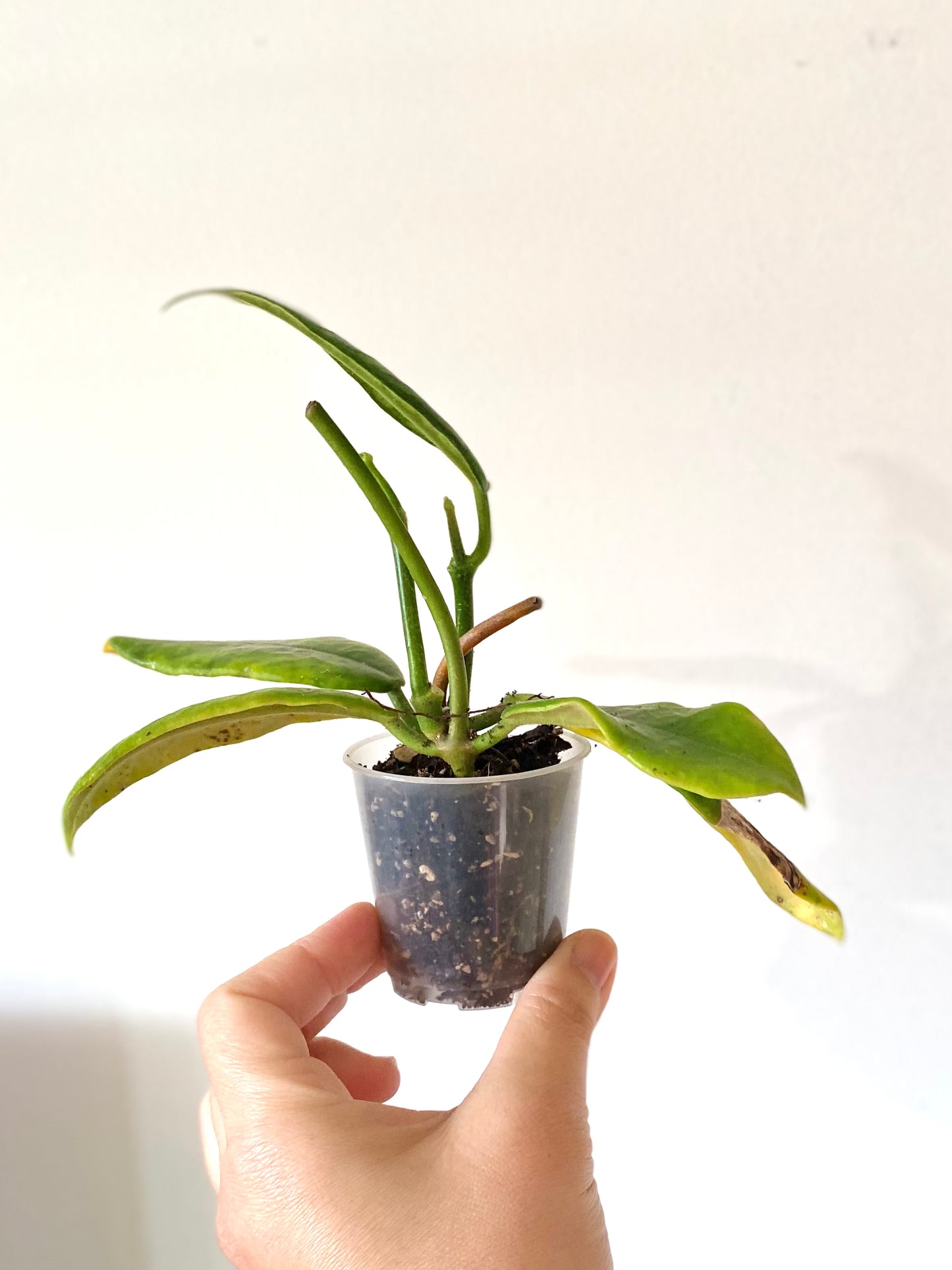 Hoya Globulosa