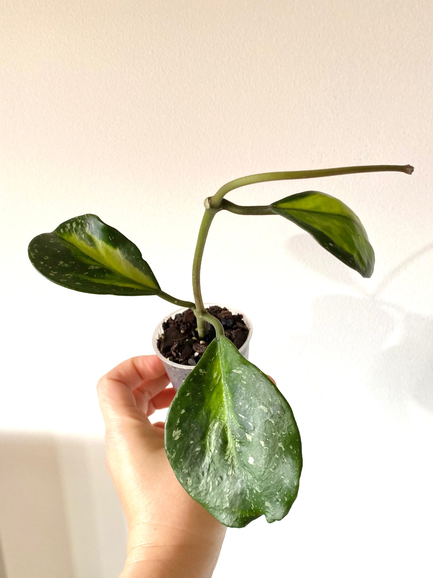 Hoya Obovata ‘Variegated’