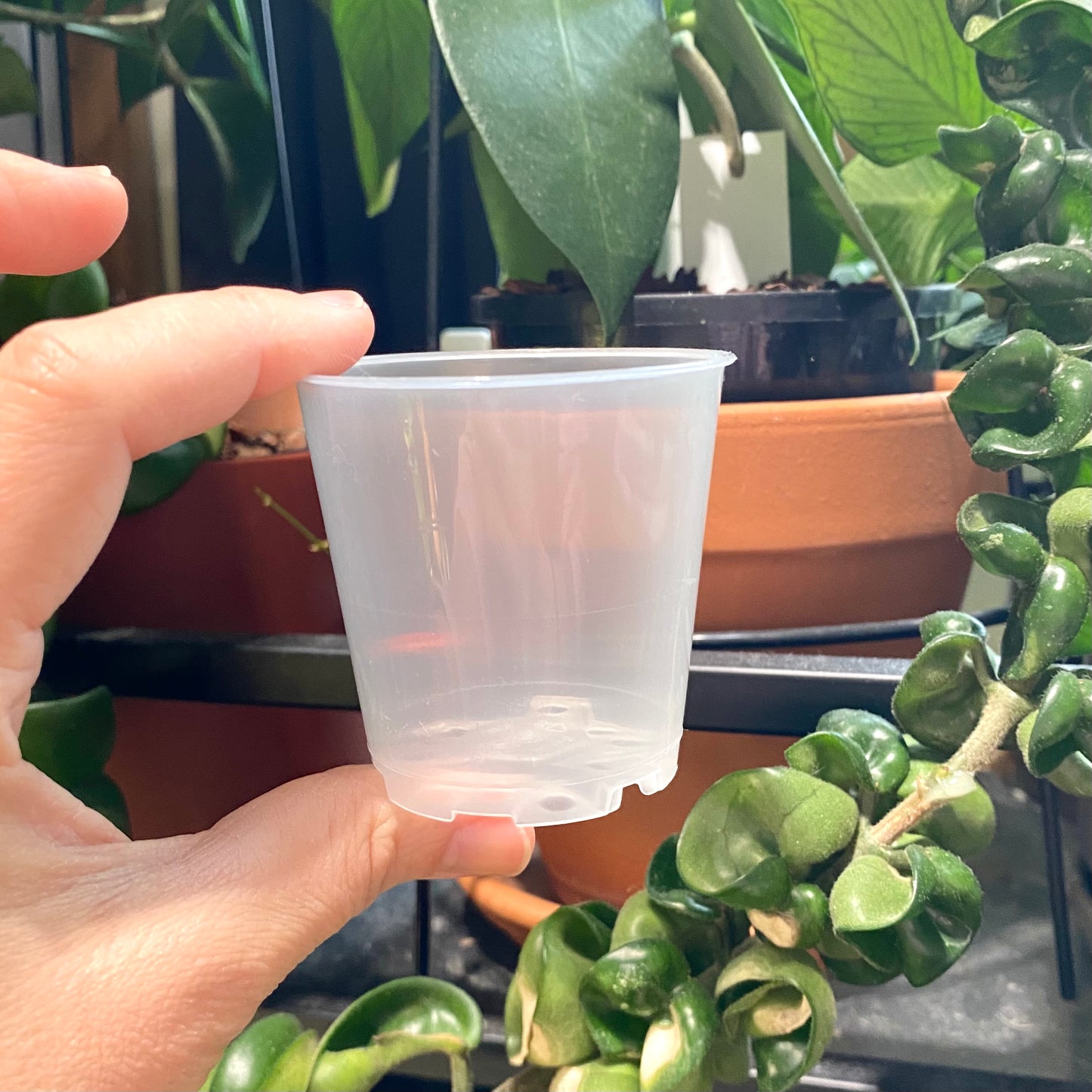 6cm Translucent Nursery pots (Larger packs available)