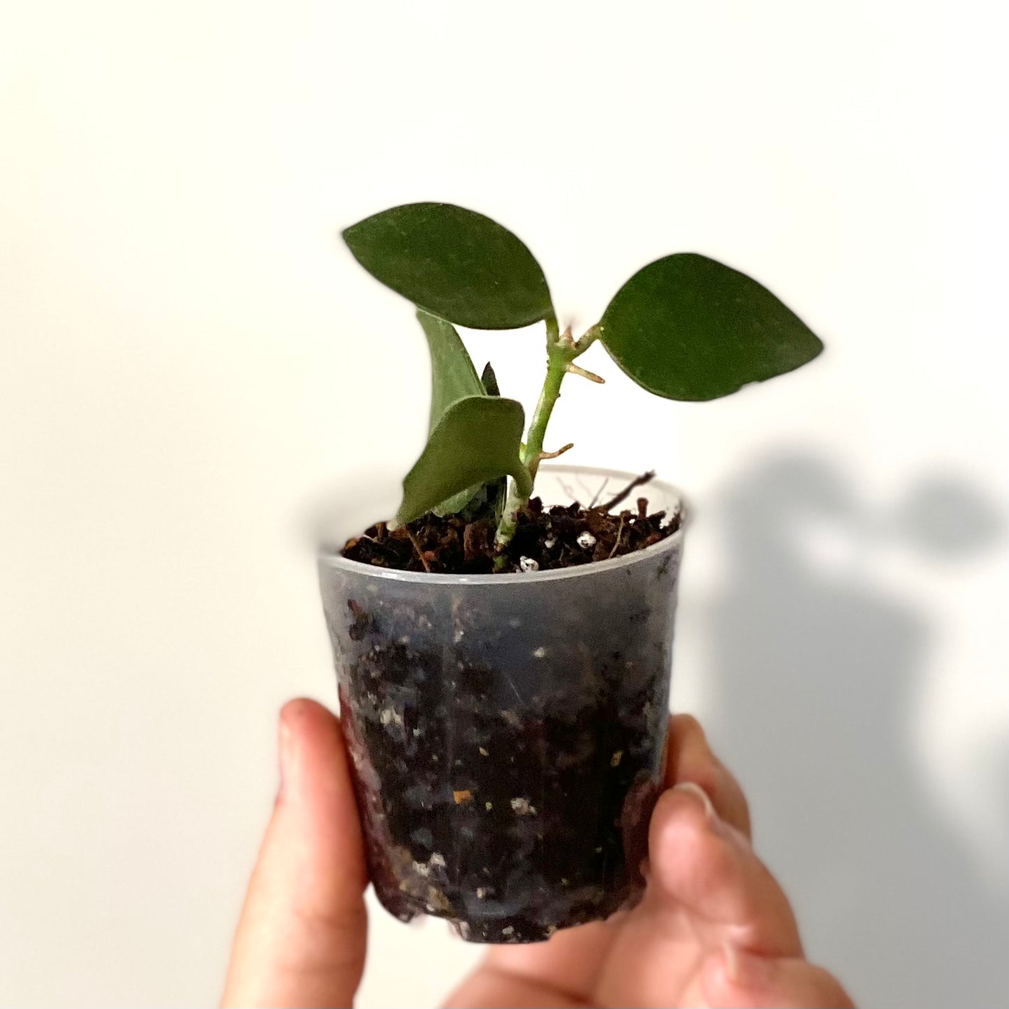 Hoya Nummularioides