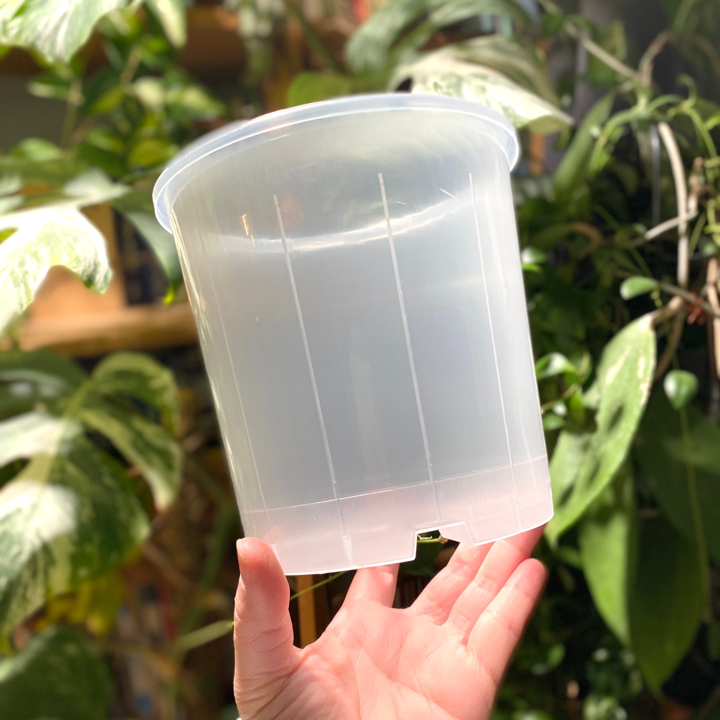 15cm Translucent nursery pots