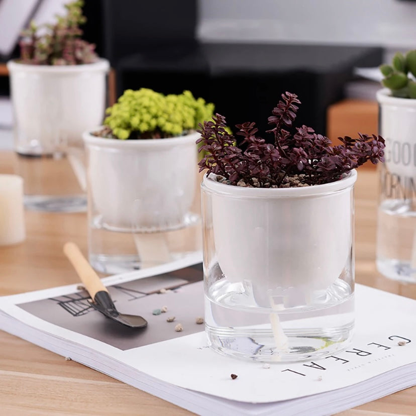 Self watering pot