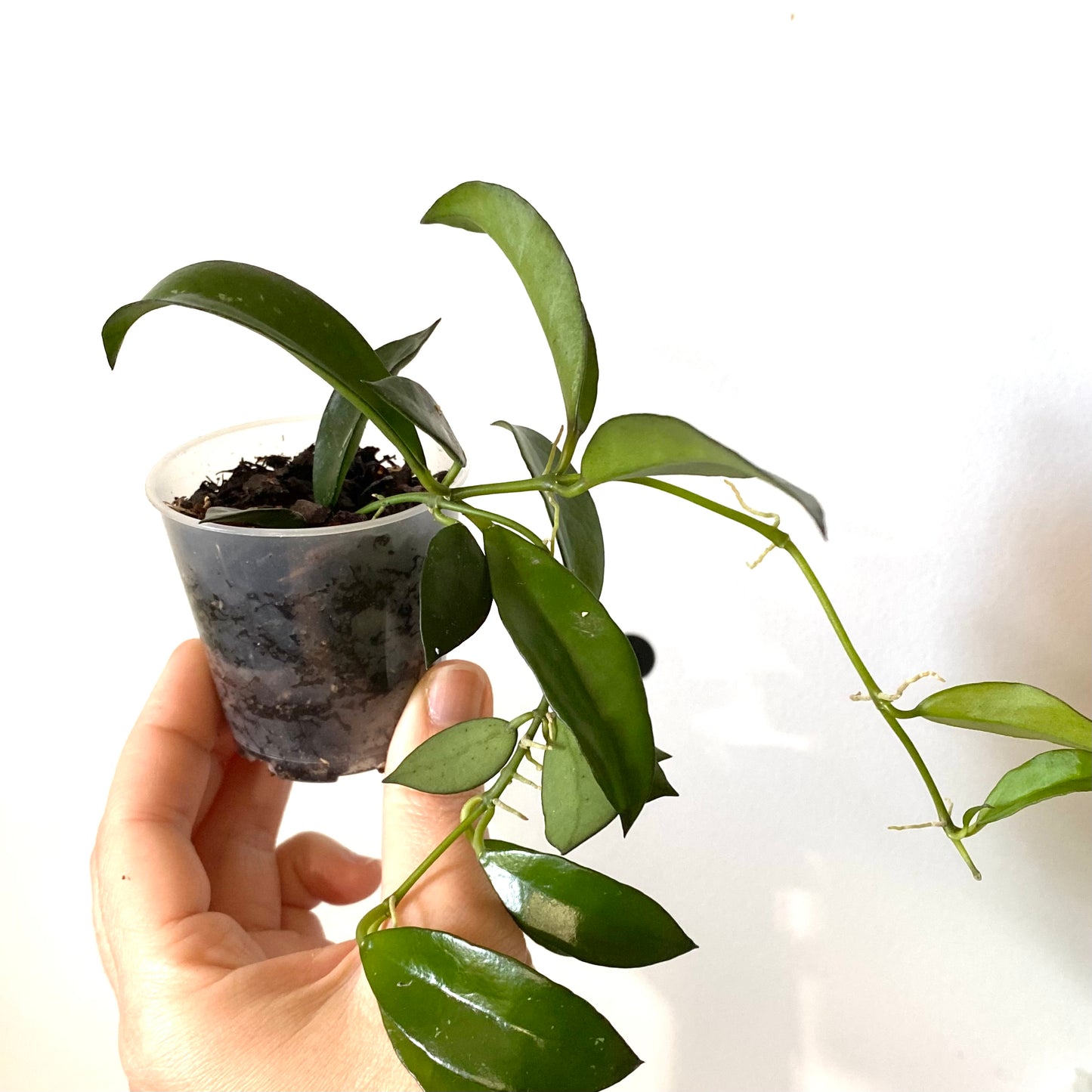Hoya Lacunosa