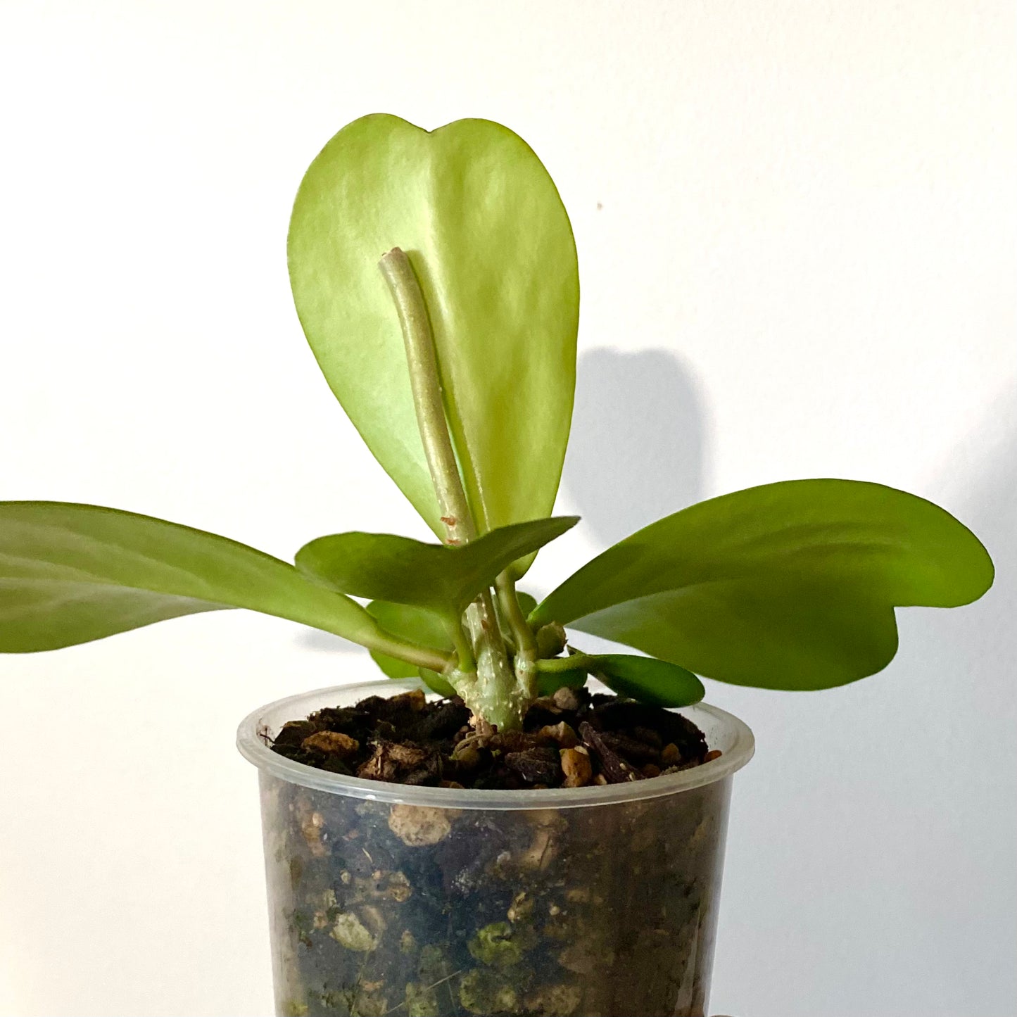 Hoya Kerrii