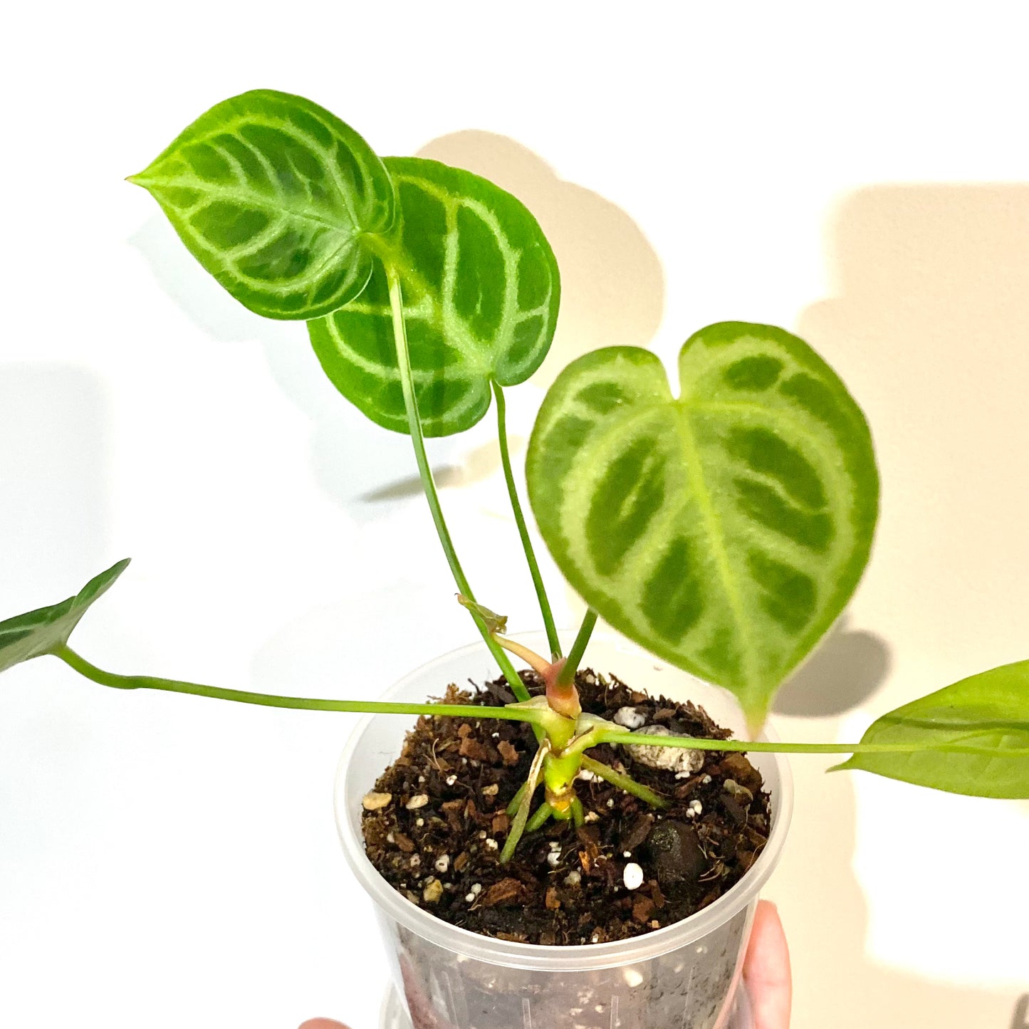 Anthurium Crystallinum x Magnificum