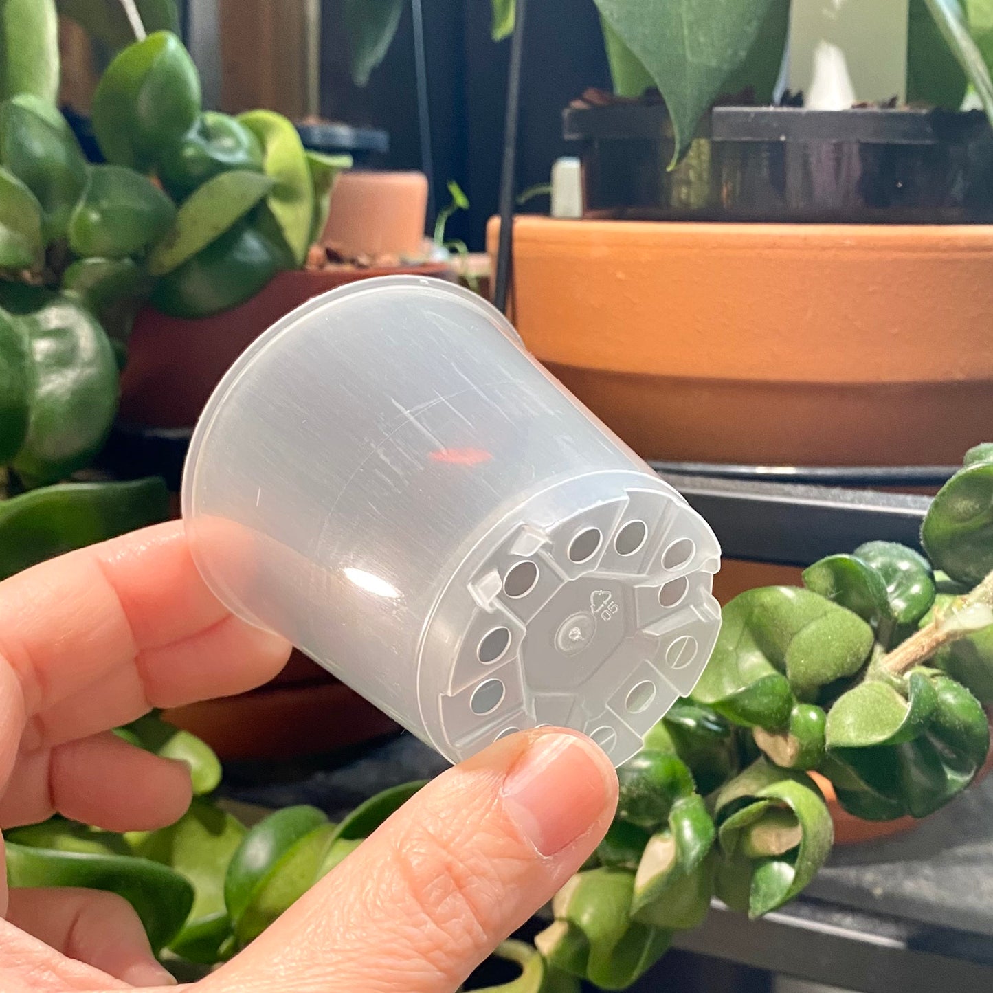 6cm Translucent Nursery pots (Larger packs available)