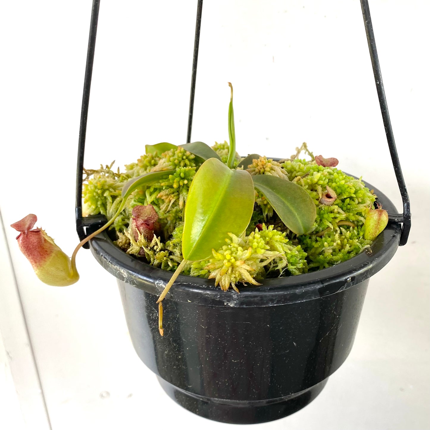 Nepenthes “Mimi’s Kiss”
