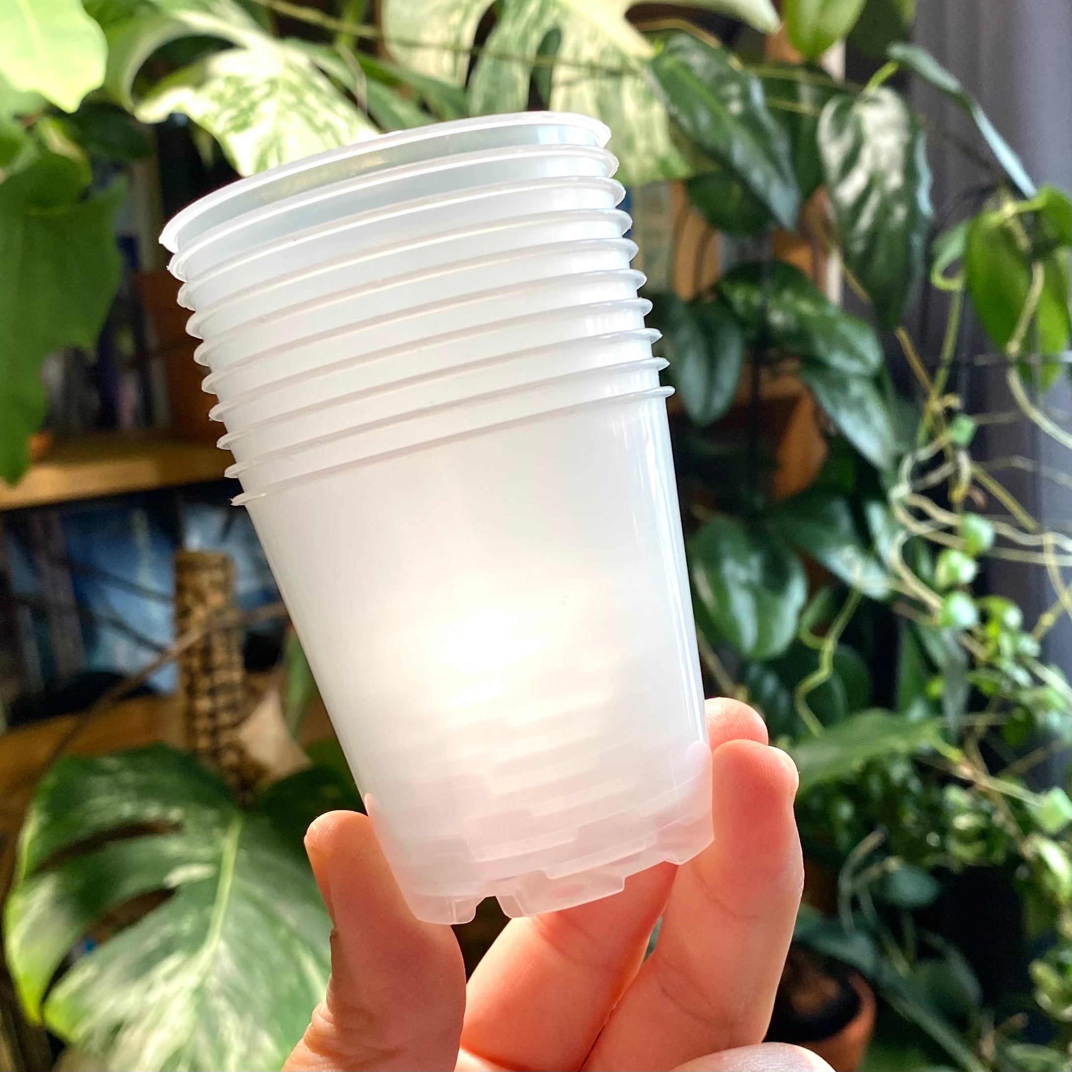 transparent plastic plant pots 6cm Translucent Nursery pots (Larger packs available) – Itsyleaf