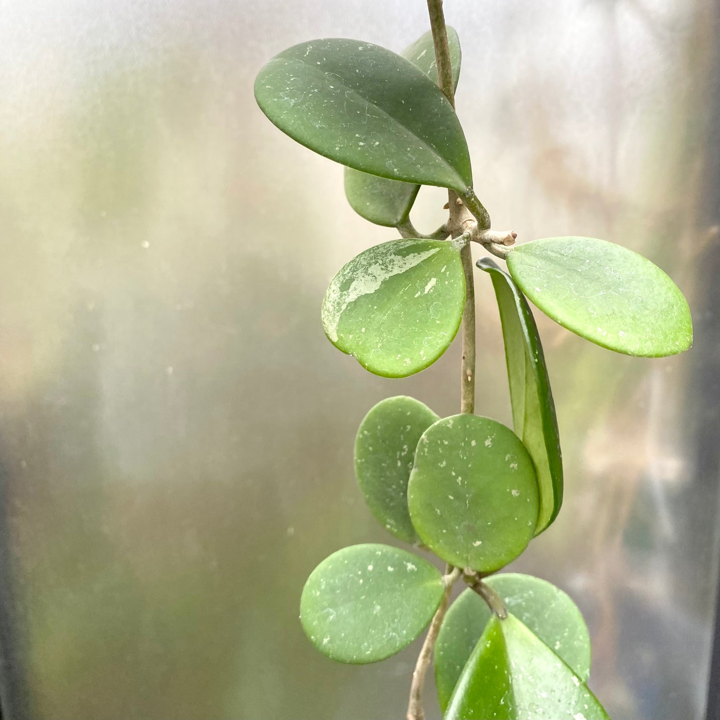 Hoya Obovata ‘Splashy’