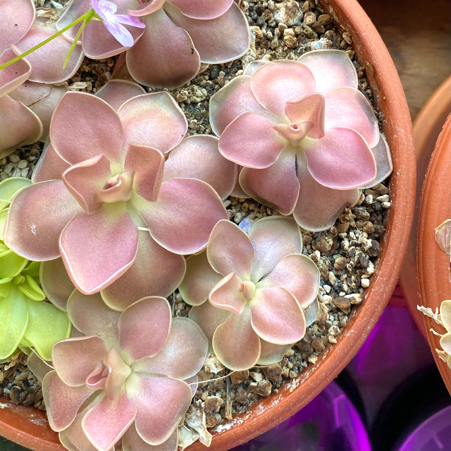 Butterwort - Pinguicula Weser x Jaumavensis