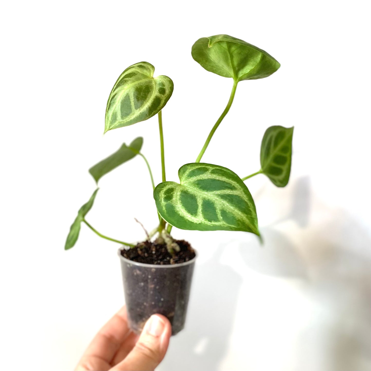 Anthurium Crystallinum x Magnificum