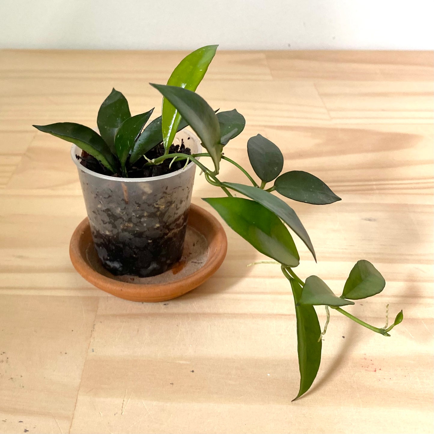 Hoya Lacunosa