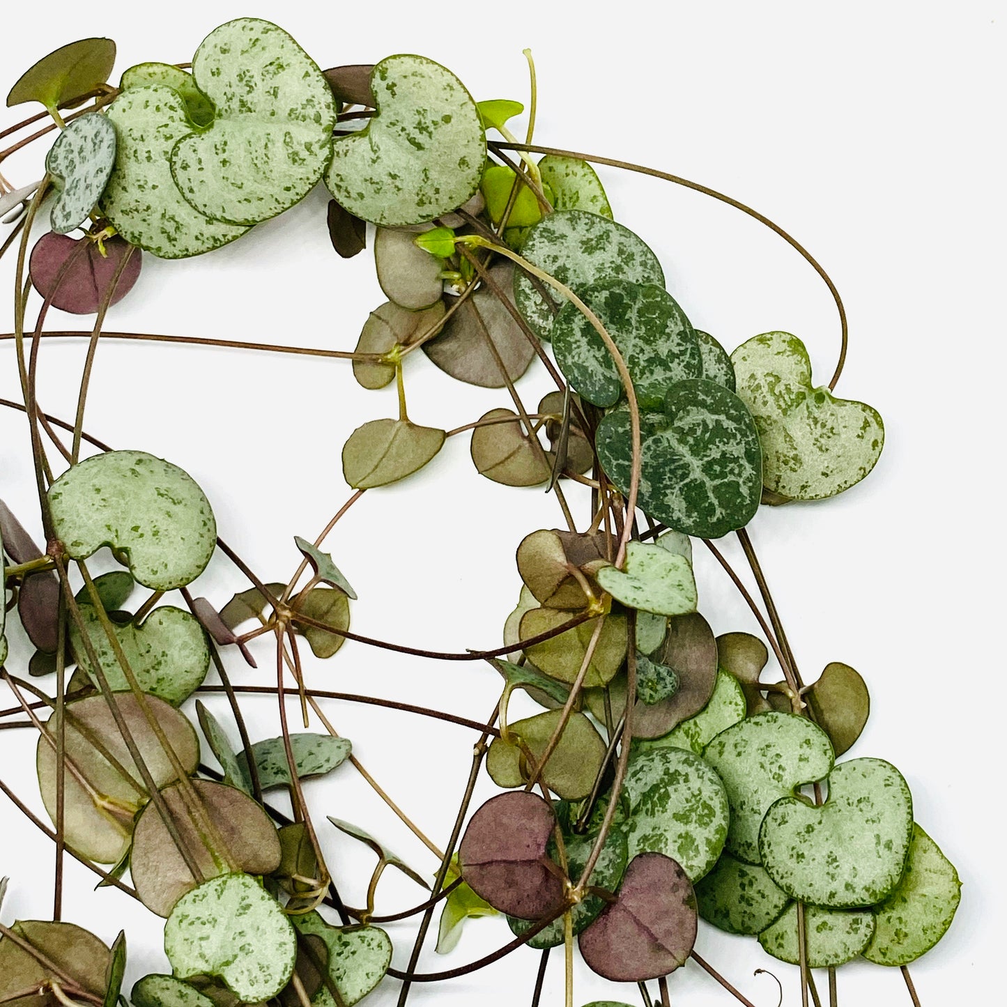 Chain of hearts (Ceropegia Woodii)