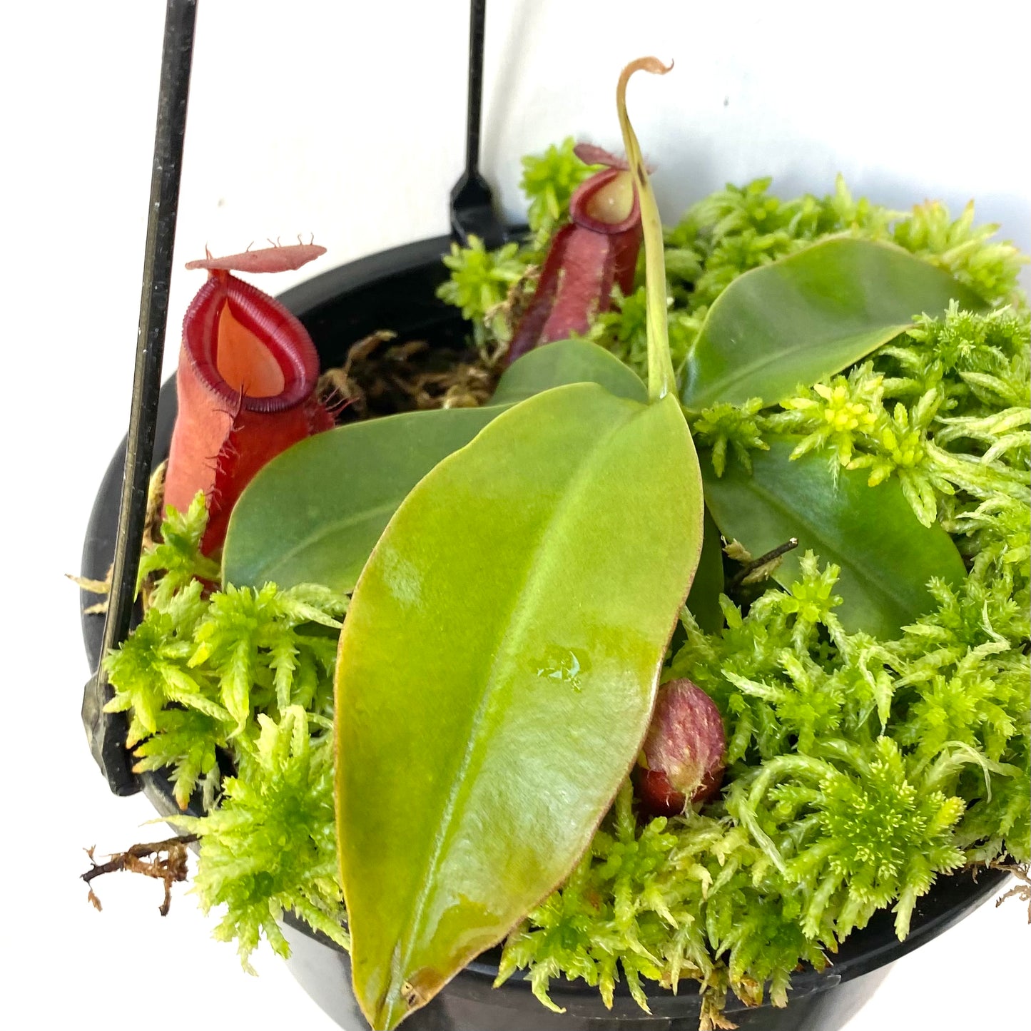 Nepenthes “Diana”