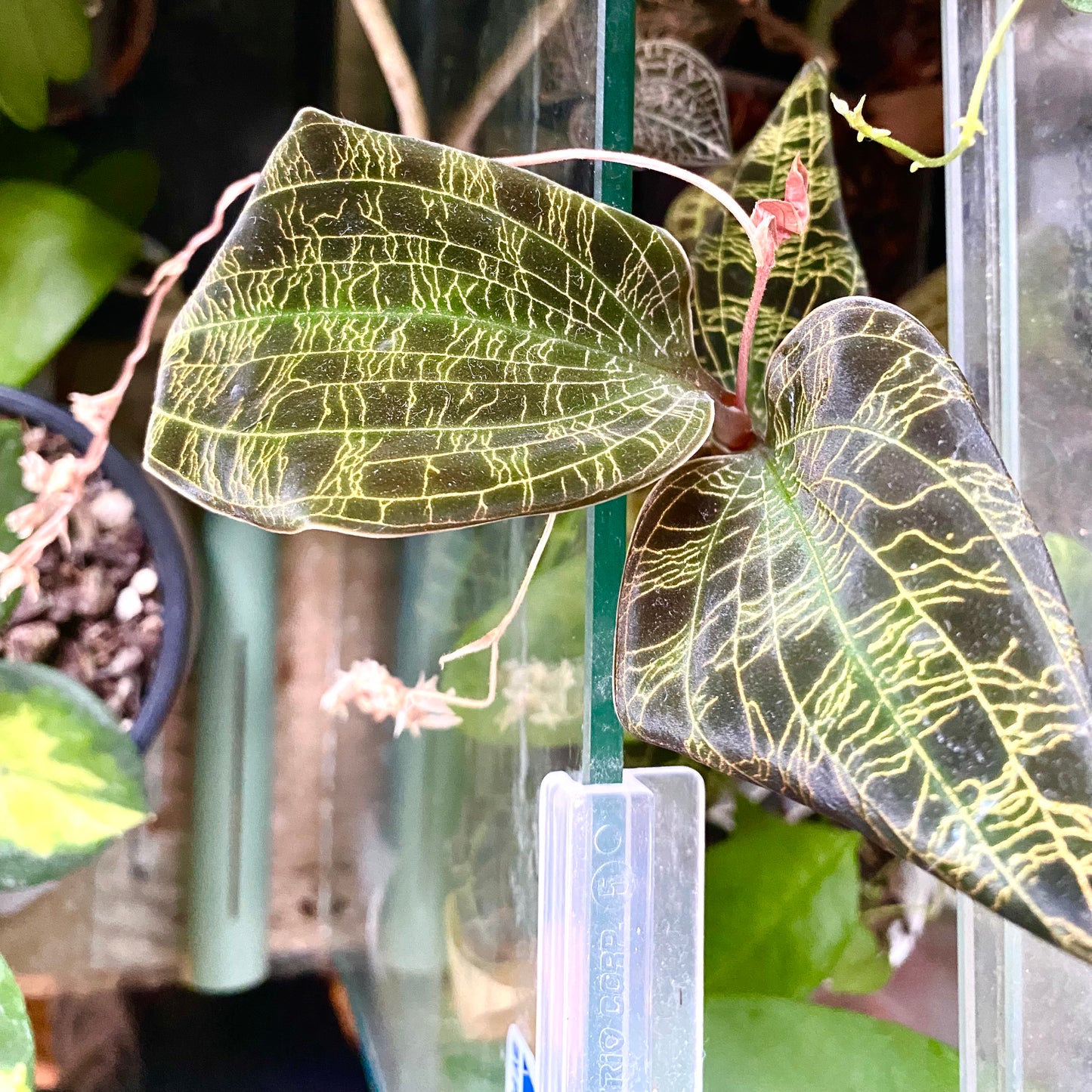 Macodes Petola - Jewel Orchids