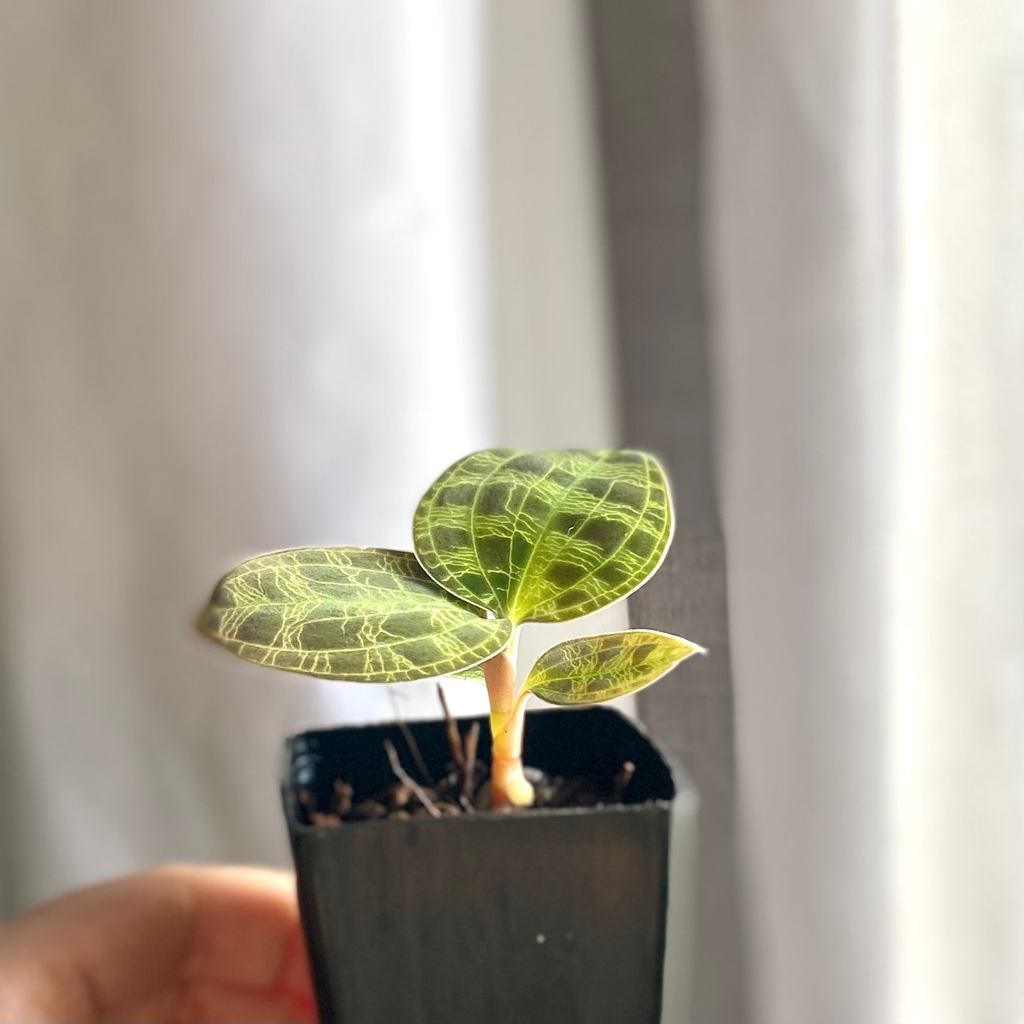 Macodes Petola - Jewel Orchids