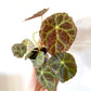 Begonia Goegoensis