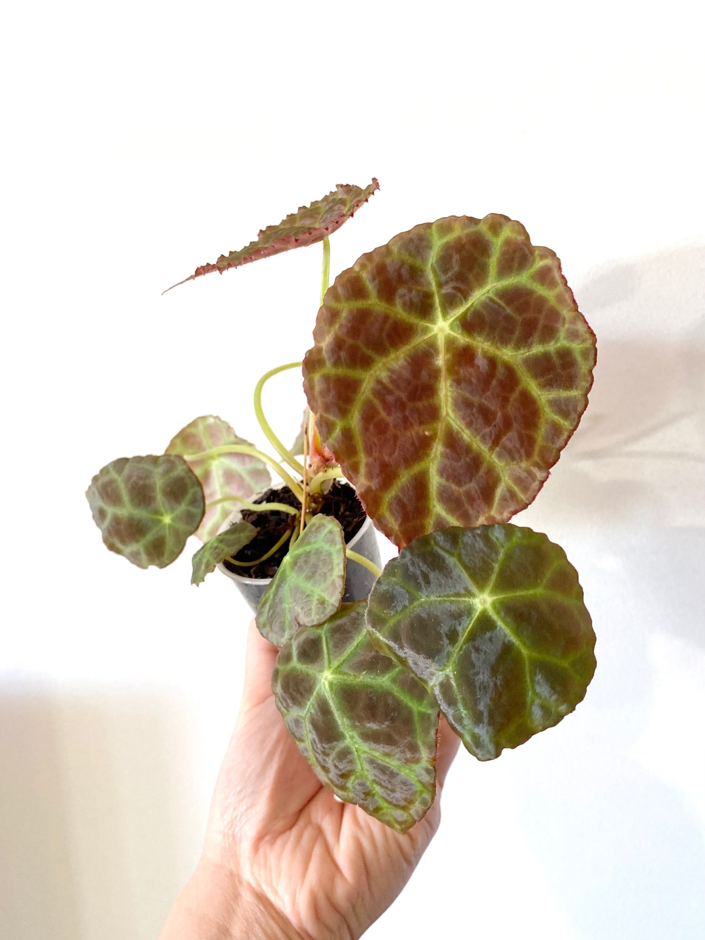 Begonia Goegoensis