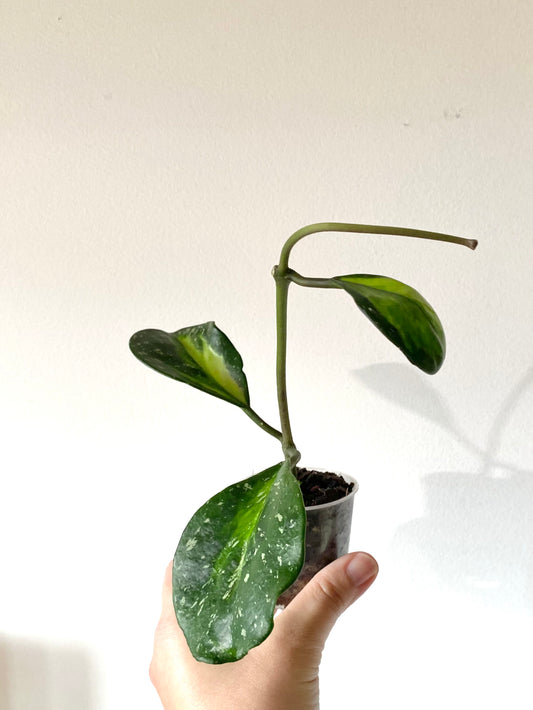 Hoya Obovata ‘Variegated’