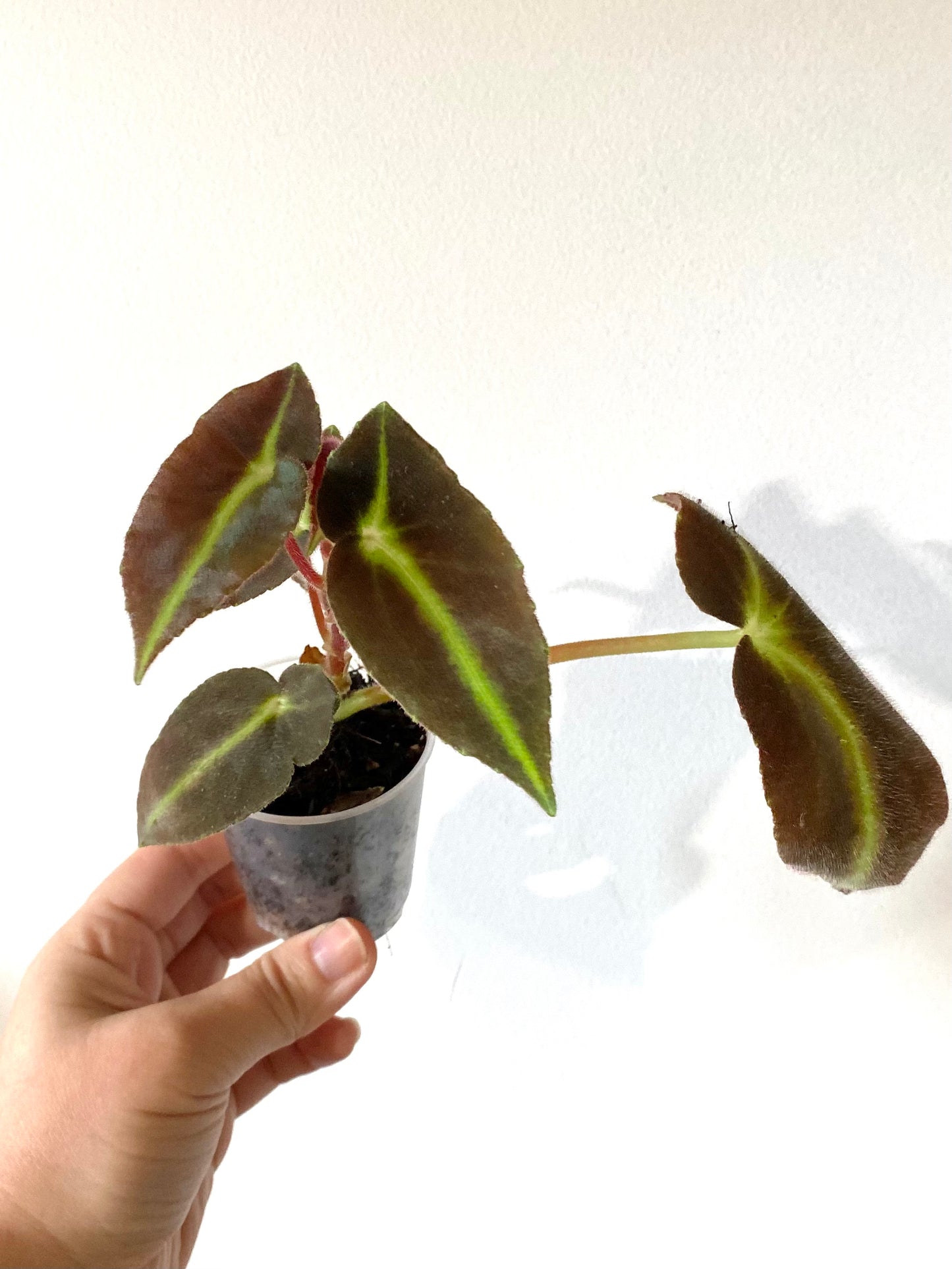 Begonia Listada