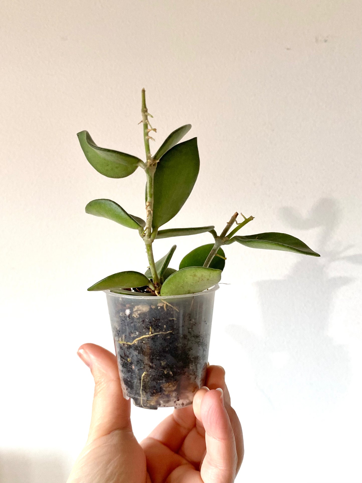 Hoya Nummularioides