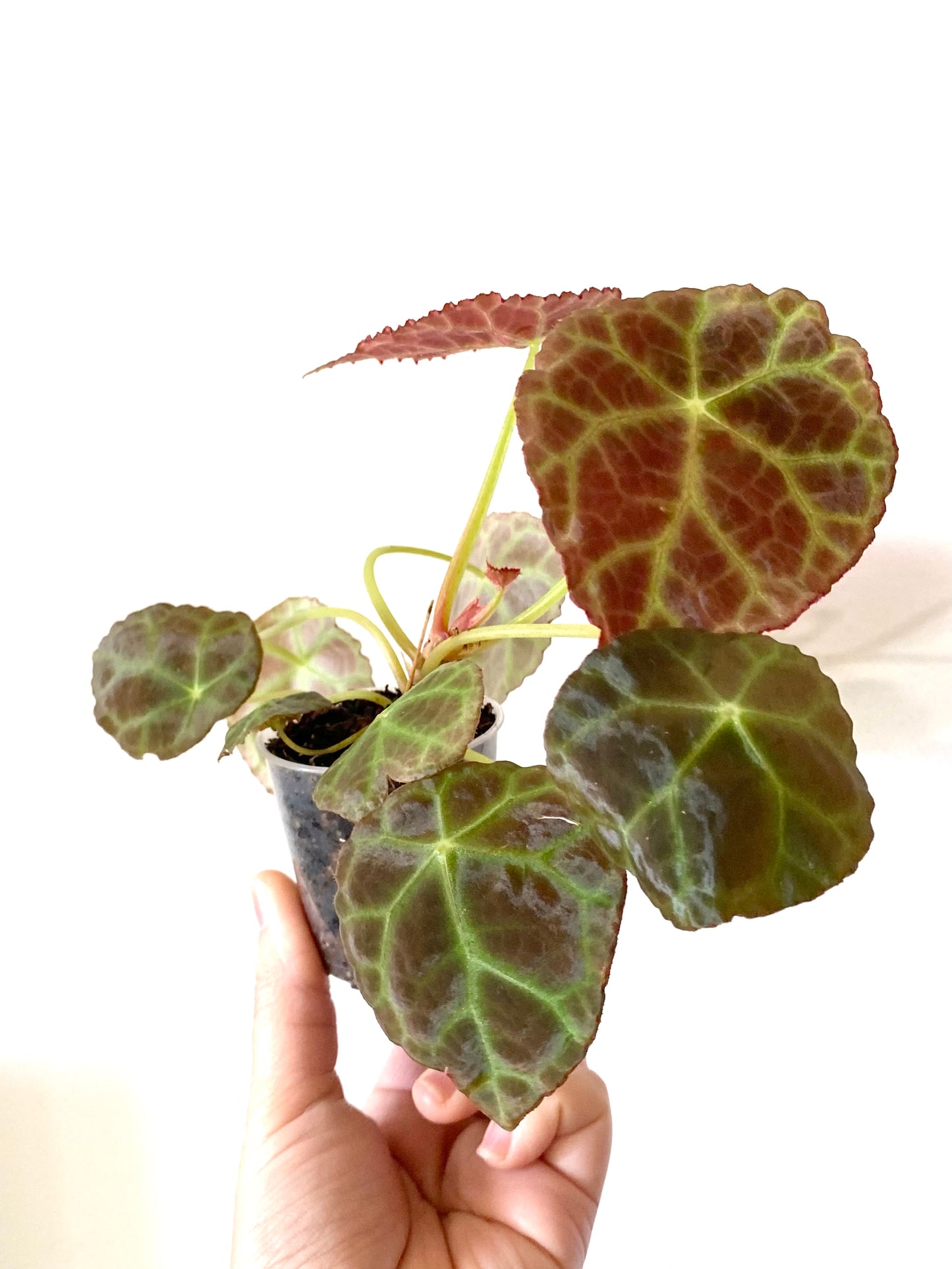 Begonia Goegoensis