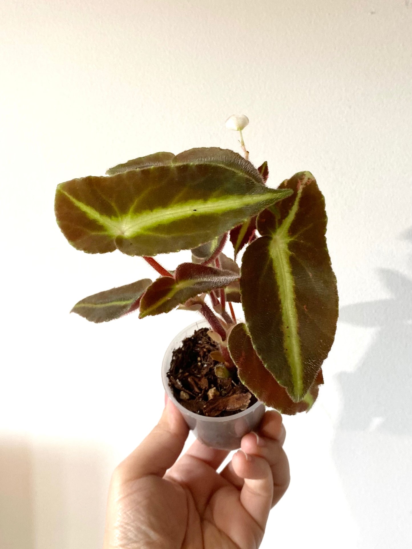 Begonia Listada