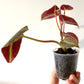 Begonia Listada