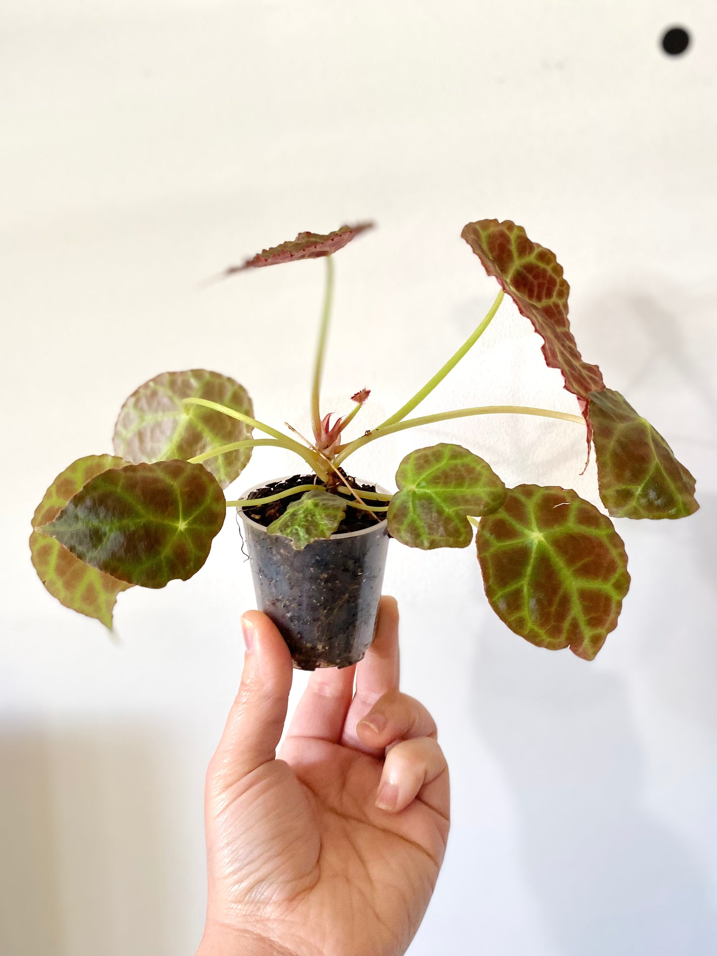 Begonia Goegoensis