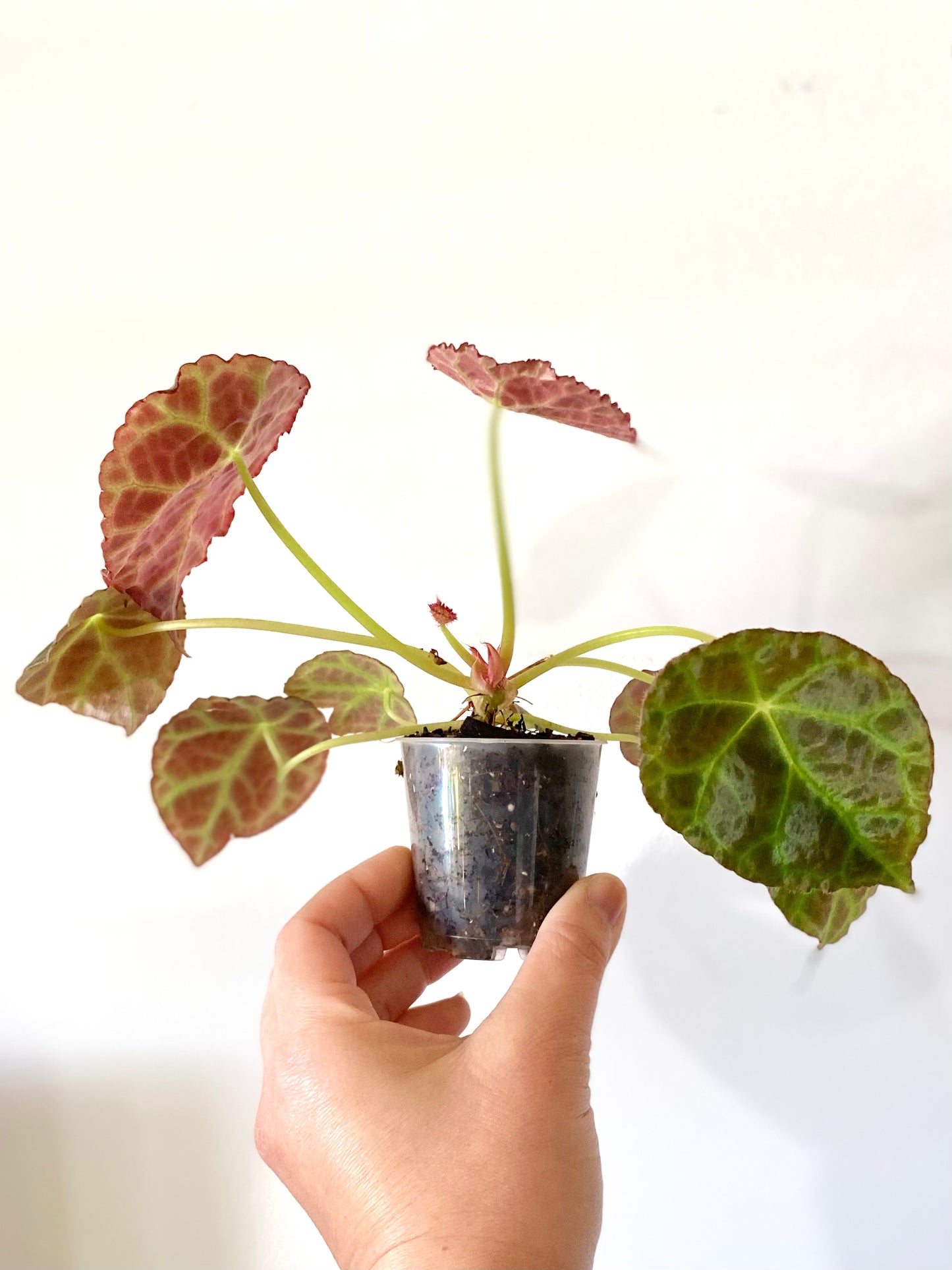 Begonia Goegoensis