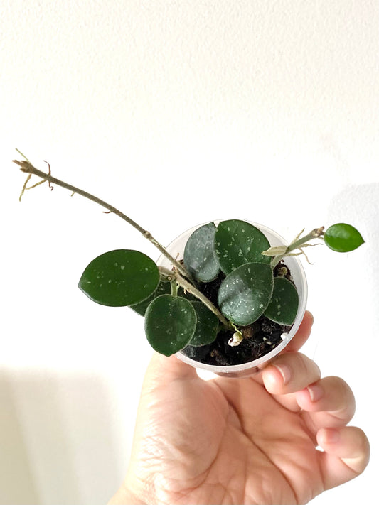 Hoya ‘Mathilde’ aka H.Serpens x