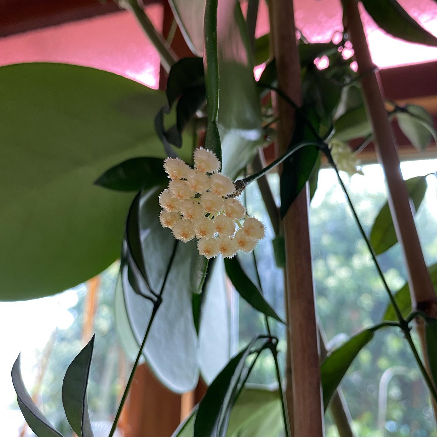 Hoya Lacunosa