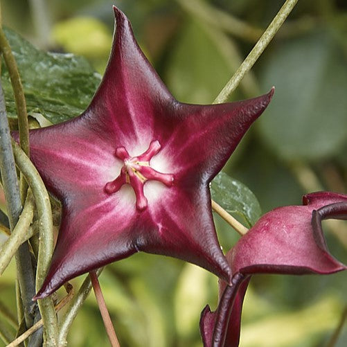 Hoya Macgillivrayi 'Big Mac'