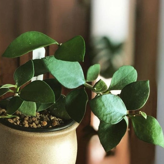 Hoya Nummularioides