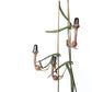 String of needles / birdwings (Ceropegia Linearis)