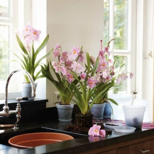 Elho Green basics Orchid Pot (Restocked!)