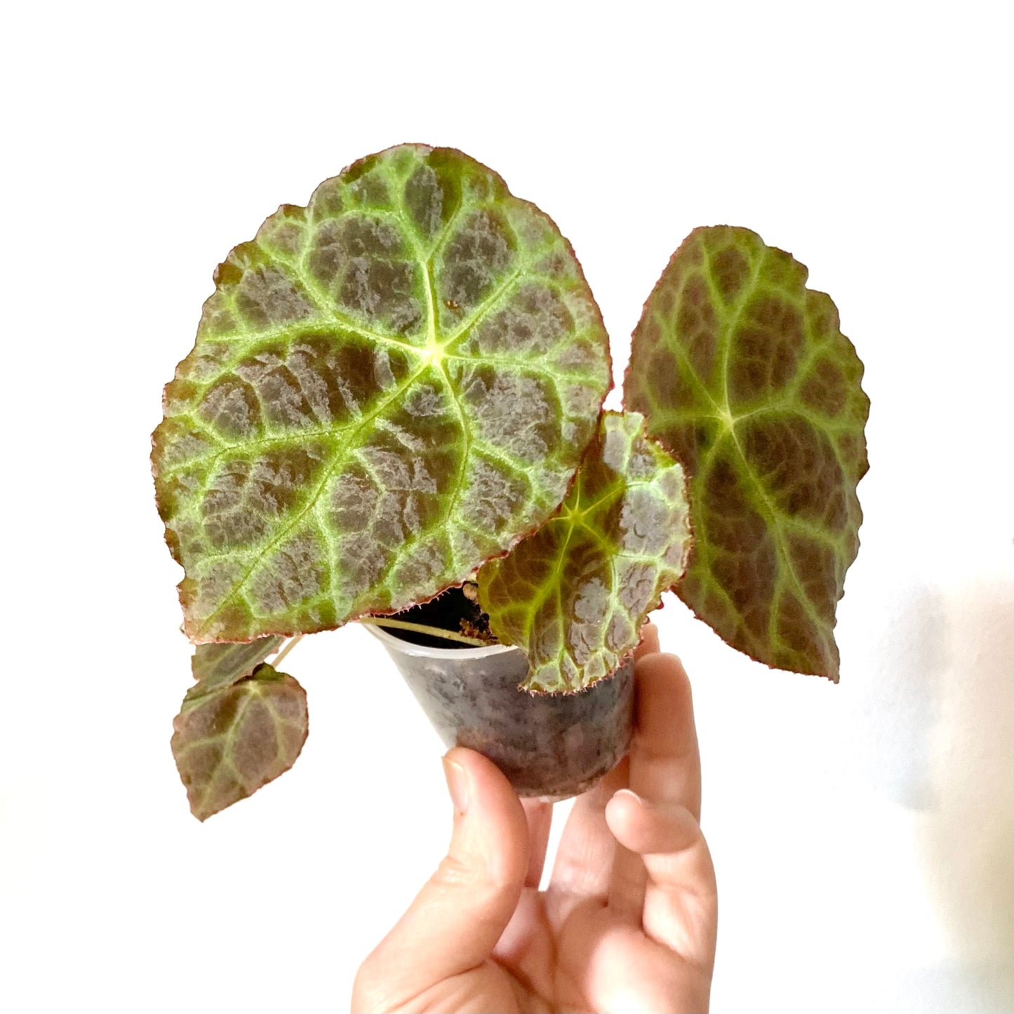 Begonia Goegoensis