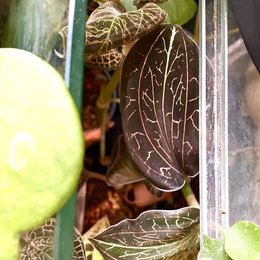 Anoectochilus Burmanicus - Jewel Orchids